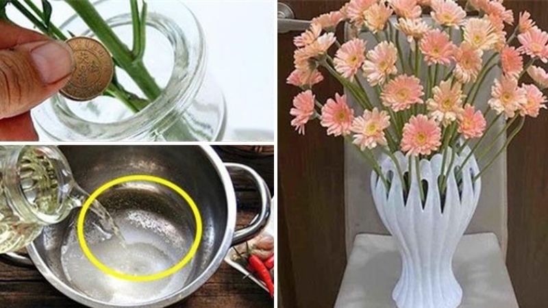 Top cây xanh thu hút tài lộc cho mệnh Thủy đón Tết Bính Ngọ 2026 Top cây xanh thu hút tài lộc cho mệnh Thủy đón Tết Bính Ngọ 2026