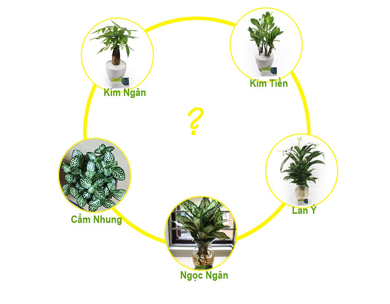 Top cây xanh thu hút tài lộc cho mệnh Thủy đón Tết Bính Ngọ 2026 Top cây xanh thu hút tài lộc cho mệnh Thủy đón Tết Bính Ngọ 2026