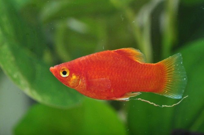 Bí kíp chọn cá phong thủy và số lượng hợp mệnh hút tài lộc phòng khách ca phong thuy menh hoa