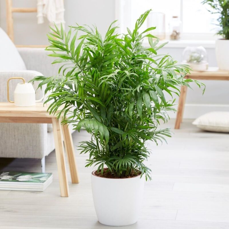Cau Tiểu Trâm phong thủy phòng khách chung cư