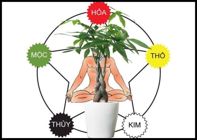 Top 7 loại cây xanh chưng phòng khách hút tài lộc cho mệnh Thổ đón Tết