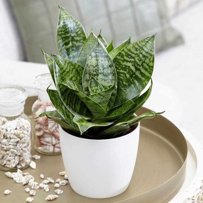 Mệnh Thủy nên đặt cây gì trong phòng bếp để khử mùi và tăng sinh khí? Lưỡi hổ lá đứng giúp khử mùi phòng bếp