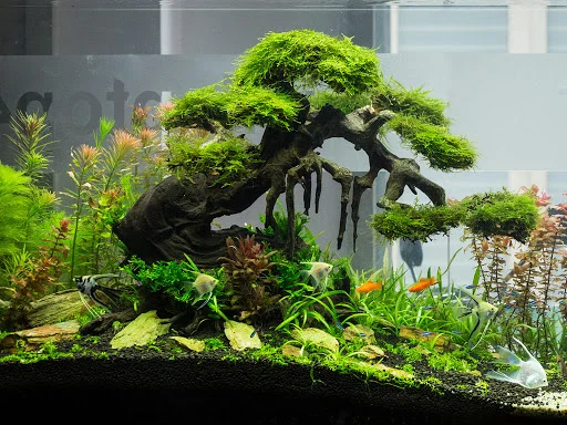 Top 7 loại cây xanh chưng phòng khách hút tài lộc cho mệnh Thổ đón Tết