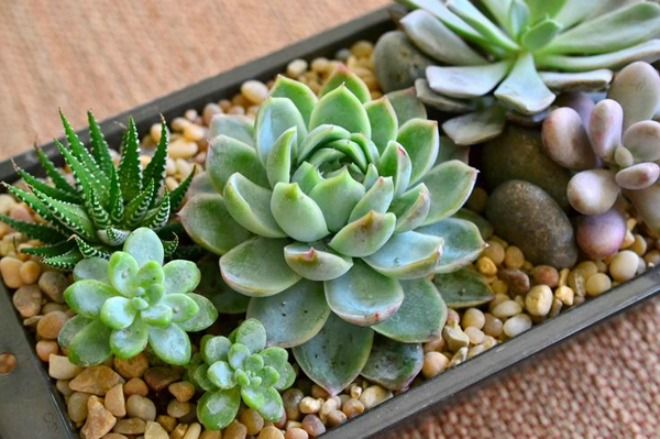 Loại cây sen đá mà ai cũng thích 