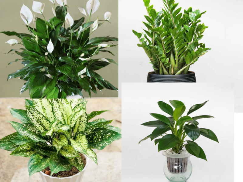Top cây xanh thu hút tài lộc cho mệnh Thủy đón Tết Bính Ngọ 2026 Cây xanh cho người mệnh Thuỷ