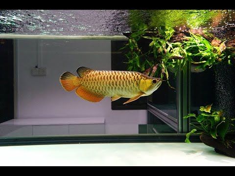Bể cá Rồng đẳng cấp trong phòng khách