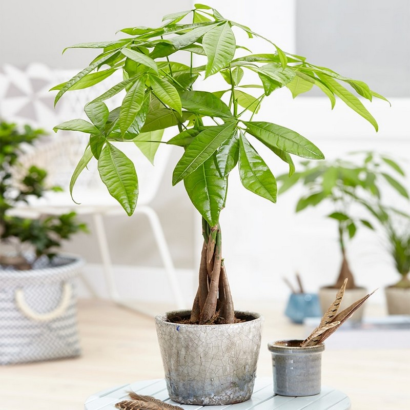 Top cây xanh thu hút tài lộc cho mệnh Thủy đón Tết Bính Ngọ 2026 Top cây xanh thu hút tài lộc cho mệnh Thủy đón Tết Bính Ngọ 2026