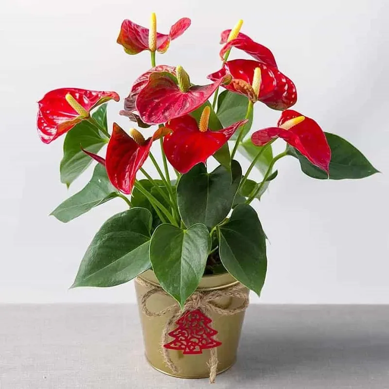 Top 7 loại cây xanh chưng phòng khách hút tài lộc cho mệnh Thổ đón Tết