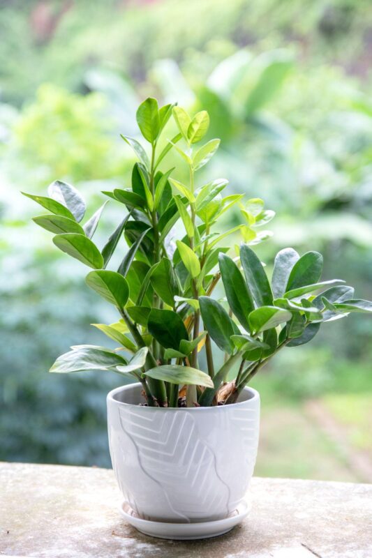 Cây Kim Tiền phong thủy phòng khách ngày Tết