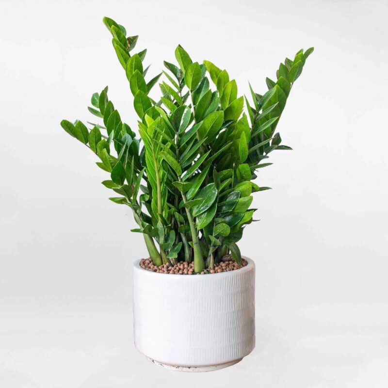 Top 7 loại cây xanh chưng phòng khách hút tài lộc cho mệnh Thổ đón Tết