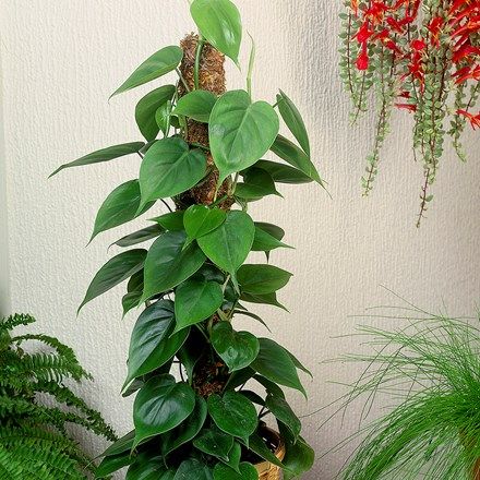 Mệnh Thủy nên đặt cây gì trong phòng bếp để khử mùi và tăng sinh khí? Trầu bà xanh đặt trên kệ bếp giúp hút mùi