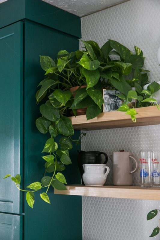 Mệnh Thủy nên đặt cây gì trong phòng bếp để khử mùi và tăng sinh khí? Vị trí đặt cây phong thủy gần cửa sổ phòng bếp