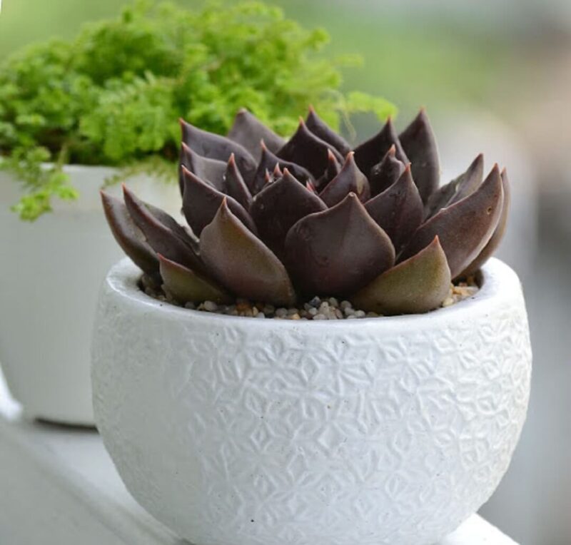 Top 7 loại cây xanh chưng phòng khách hút tài lộc cho mệnh Thổ đón Tết