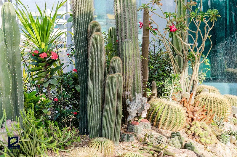 Top 7 loại cây xanh chưng phòng khách hút tài lộc cho mệnh Thổ đón Tết