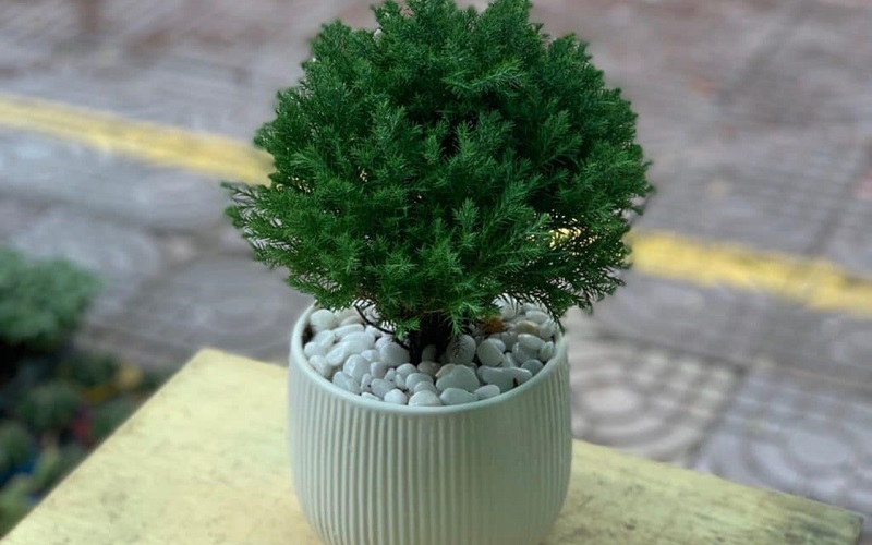 Top cây xanh thu hút tài lộc cho mệnh Thủy đón Tết Bính Ngọ 2026 Top cây xanh thu hút tài lộc cho mệnh Thủy đón Tết Bính Ngọ 2026