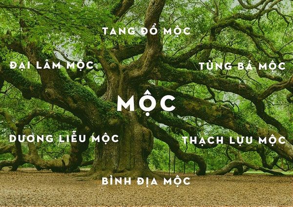 Top 7 các loại cây chưng phòng khách cho người mệnh Mộc xua đuổi xui xẻo đón Tết Bính Ngọ năm 2026