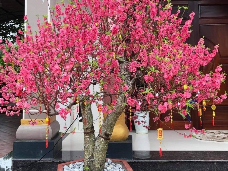 Đặt mai, đào, quất ở đâu dịp Tết để mang tài lộc may mắn cả năm Đặt mai, đào, quất ở đâu dịp Tết để mang tài lộc may mắn cả năm