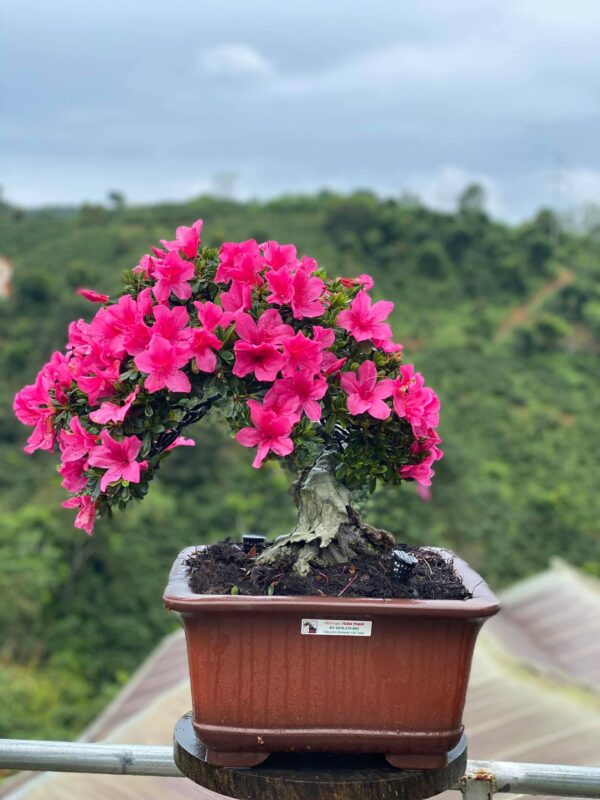 Top các loại hoa chưng phòng khách phù hợp với mệnh Hoả đón tài lộc Top các loại hoa chưng phòng khách phù hợp với mệnh Hoả đón tài lộc