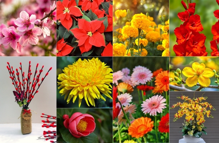 Top 10 loại hoa và cây chưng Tết hợp với mệnh Mộc hút tài lộc, may mắn Top 10 loại hoa và cây chưng Tết hợp với mệnh Mộc hút tài lộc, may mắn