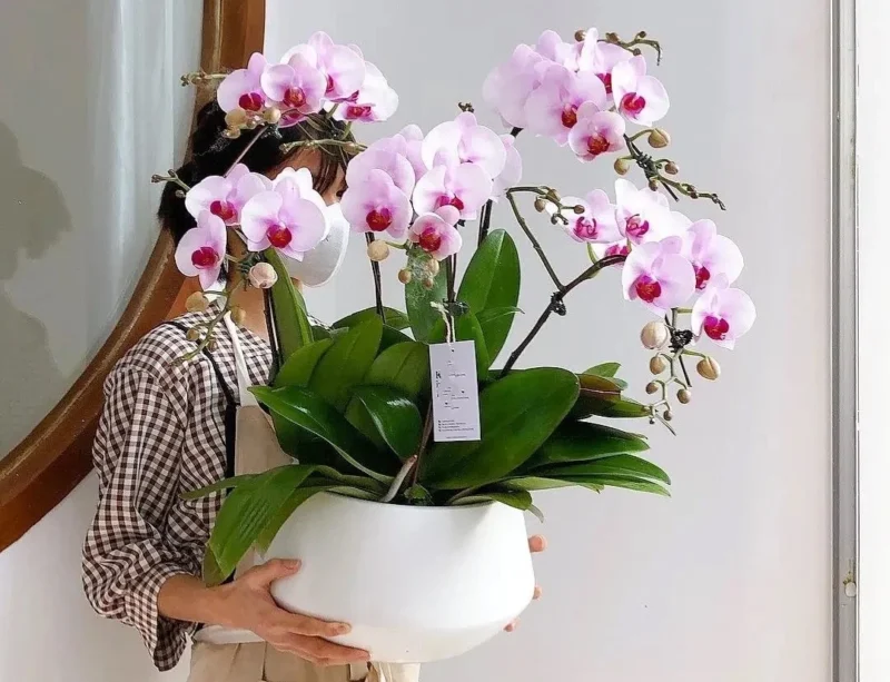Bí quyết chọn hoa và cắm hoa ngày Tết mang lại may mắn cho gia đình
