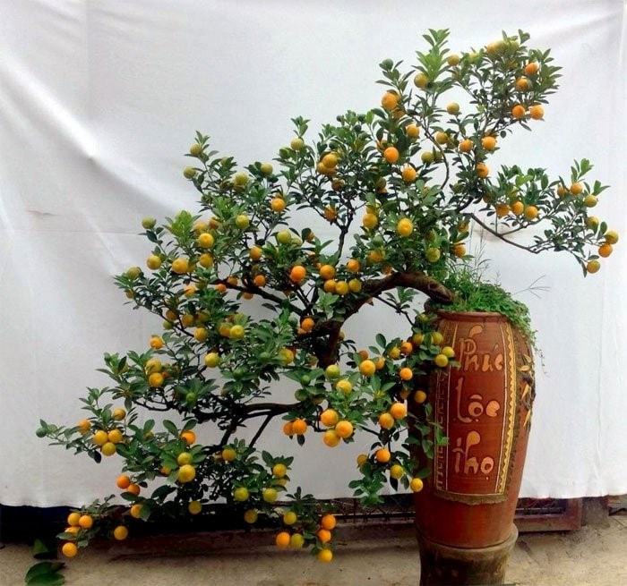 Đặt mai, đào, quất ở đâu dịp Tết để mang tài lộc may mắn cả năm Đặt mai, đào, quất ở đâu dịp Tết để mang tài lộc may mắn cả năm