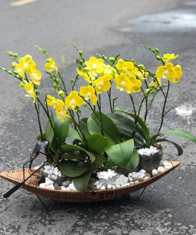 Top 7 loại cây xanh chưng phòng khách hút tài lộc cho mệnh Thổ đón Tết