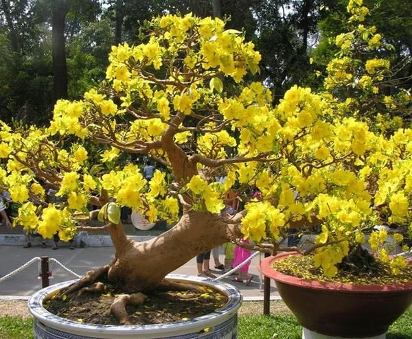 Đặt mai, đào, quất ở đâu dịp Tết để mang tài lộc may mắn cả năm Đặt mai, đào, quất ở đâu dịp Tết để mang tài lộc may mắn cả năm