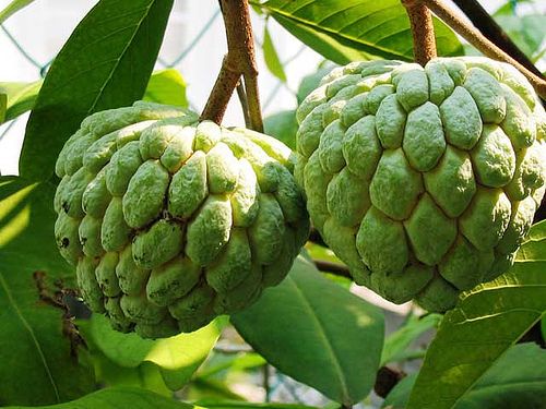 Mãng cầu mang ý nghĩa cầu mong điều lành