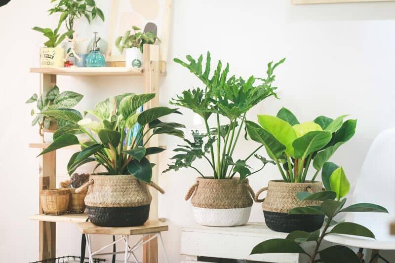 Top 7 loại cây xanh chưng phòng khách hút tài lộc cho mệnh Thổ đón Tết