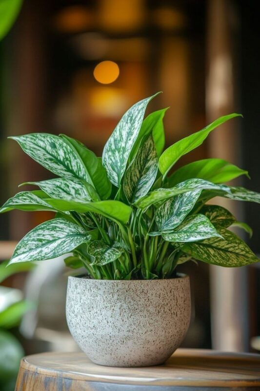 Mệnh Thủy nên đặt cây gì trong phòng bếp để khử mùi và tăng sinh khí? Ngọc ngân lá xanh trắng tạo điểm nhấn cho bếp