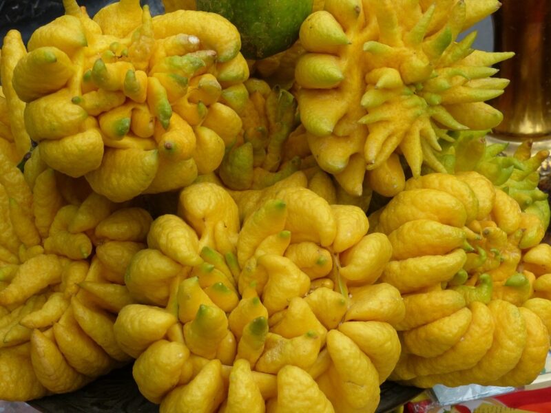 Quả phật thủ trưng trong mâm ngũ quả ngày Tết