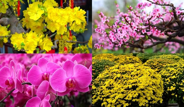 Top 10 loại hoa và cây chưng Tết hợp với mệnh Mộc hút tài lộc, may mắn Hoa chưng Tết