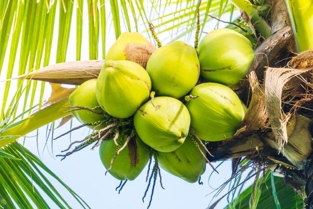 Trái dừa chưng ngày tết