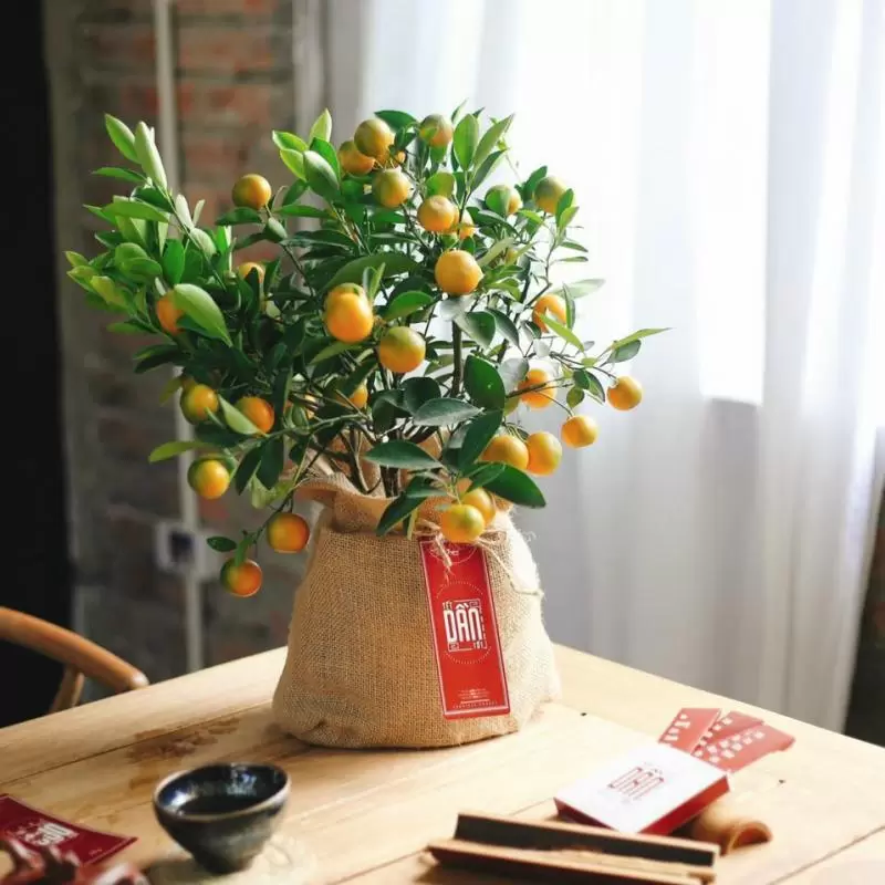 Đặt mai, đào, quất ở đâu dịp Tết để mang tài lộc may mắn cả năm Đặt mai, đào, quất ở đâu dịp Tết để mang tài lộc may mắn cả năm