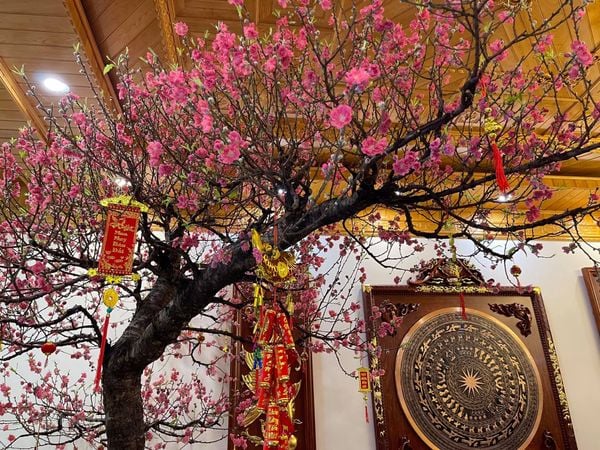 Đặt mai, đào, quất ở đâu dịp Tết để mang tài lộc may mắn cả năm Đặt mai, đào, quất ở đâu dịp Tết để mang tài lộc may mắn cả năm