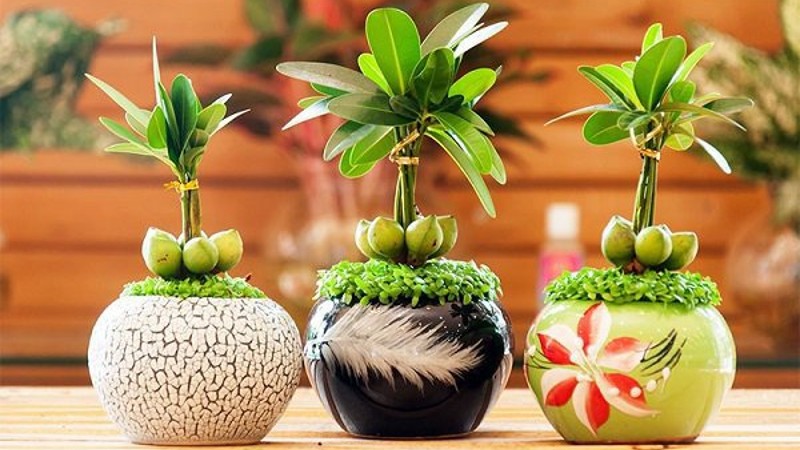 Vị trí đại kỵ khi đặt cây cảnh, hoa ngày Tết khiến gia chủ mất lộc. Vị trí đại kỵ khi đặt cây cảnh, hoa ngày Tết khiến gia chủ mất lộc.