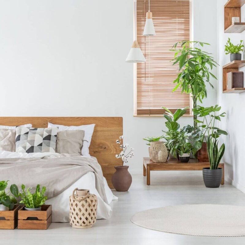 Các loại cây xanh lọc không khí tốt nhất cho phòng ngủ mà không gây hại vào ban đêm. Cây xanh