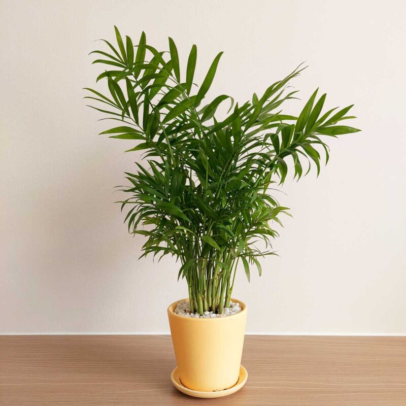 Các loại cây xanh lọc không khí tốt nhất cho phòng ngủ mà không gây hại vào ban đêm. Cây xanh