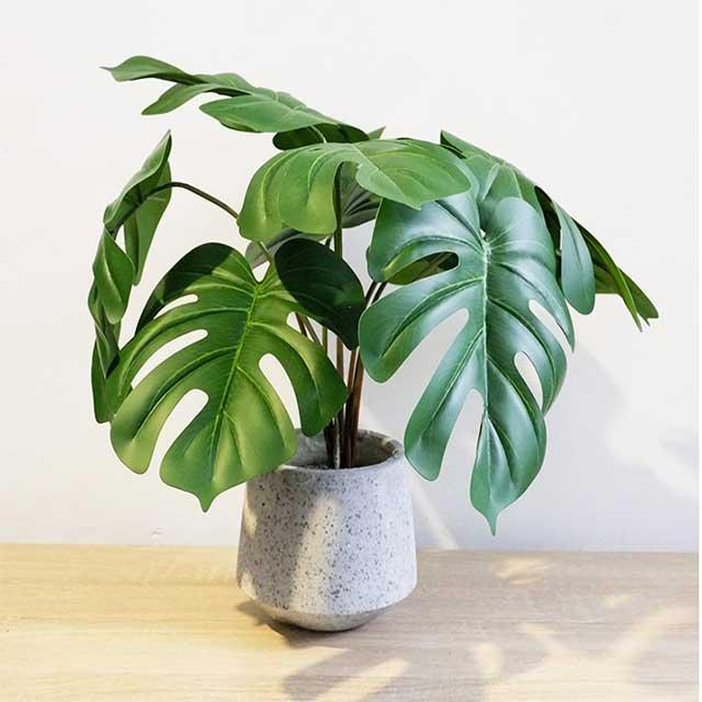 Các loại cây xanh lọc không khí tốt nhất cho phòng ngủ mà không gây hại vào ban đêm. Cây xanh