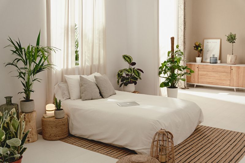 Phong thuỷ phòng ngủ cho người độc thân bạn nên biết Cây xanh phong thủy phù hợp
