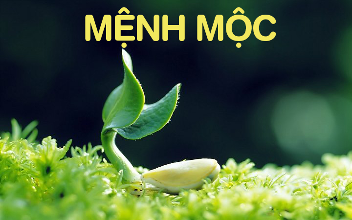 Phong thủy phòng ngủ cho người mệnh Mộc bạn không nên bỏ qua Phòng ngủ cho người mệnh mộc
