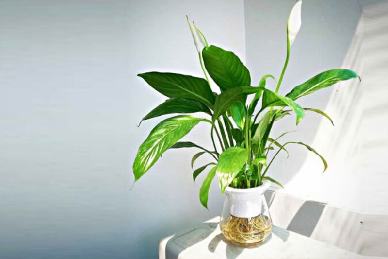 Mẹo hạn chế bụi bẩn trong phòng ngủ hiệu quả Trồng một số loại cây phù hợp giúp cải thiện chất lượng không khí