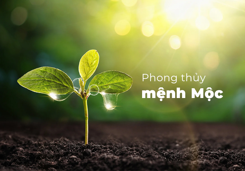 Màu nội thất cho người mệnh Mộc 